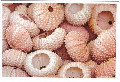 NEW Nautical Seaside Beach Ocean Coastal Themed Postcard