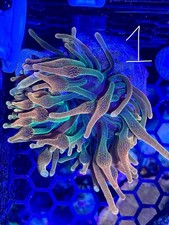 Sherpa Chicago Sunburst CSB Anemone / 2 - 3 Inch / High-end Nem / Pre-Order