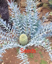 Semi da boutique Encephalartos horridus 1/5/10 pezzi