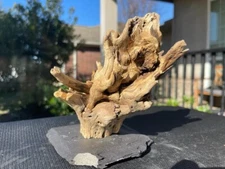 SINKING CHOLLA WOOD AQUARIUMS FISH RIPTILES DECOR PET SUPPLIES ART  AQUASCAPING