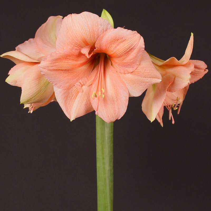 Amaryllis Rilona, Apricot, Orange, Salmon, Giant bulb 3435+cm eBay