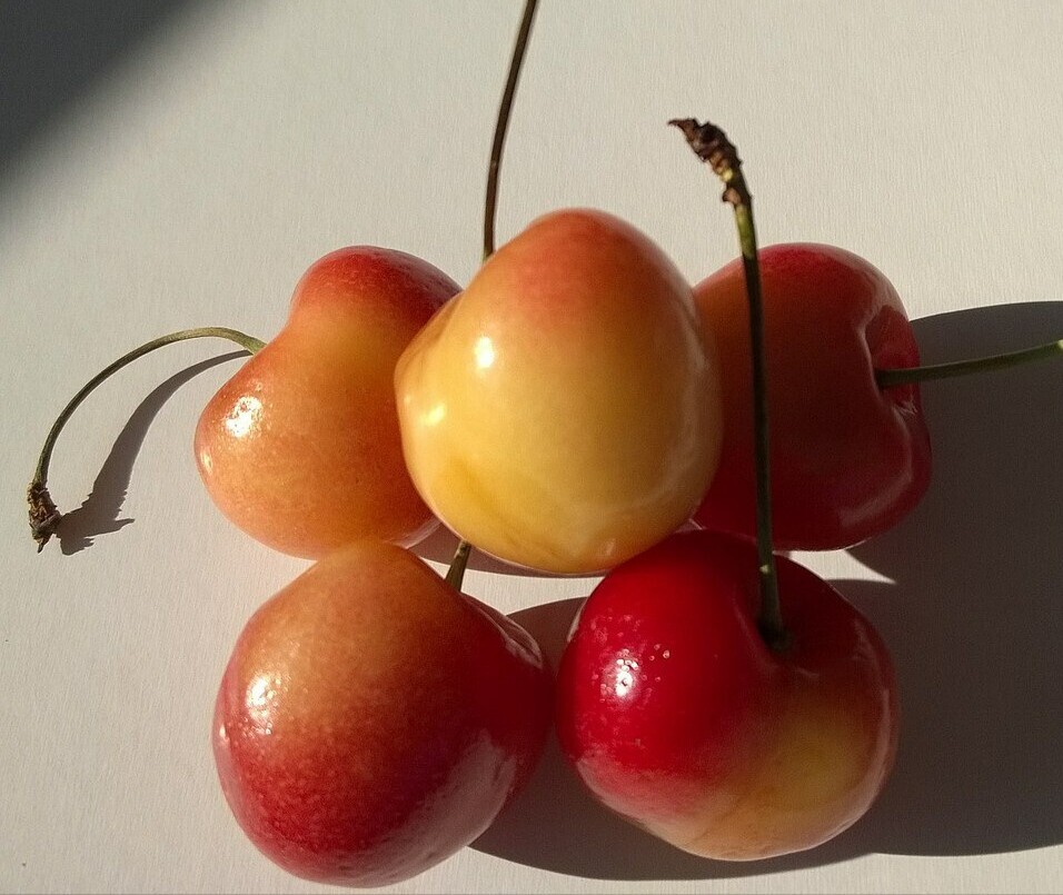 10+ Sweet Rainier Cherry Seeds Easy to Grow Edible Fruit Tree USA