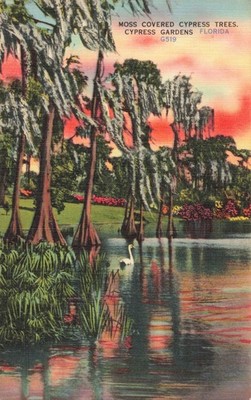 Cypress Gardens Florida, Moss Covered Cypress Trees & Swan, Vintage Postcard