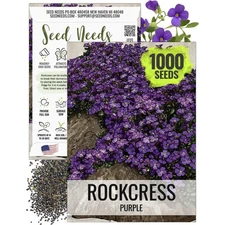 Purple Rockcress Groundcover Seeds For Planting (Aubrieta deltoidea)