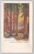 1904 Giant Redwood Trees of California Vintage Postcard by W.R. Hearst