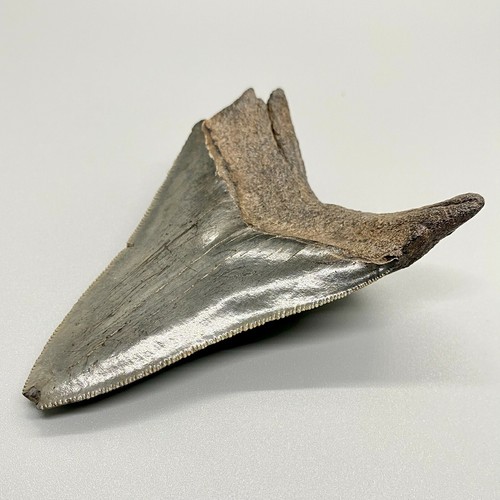 Gray Complete Serrated 3.74" Fossil MEGALODON Shark Tooth - USA - Picture 5 of 6