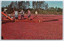 CRANBERRY HARVEST Lowland bogs flooded berries eggbeaters Long Beach postcard C4