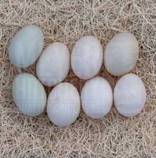 6 Hatchery Choice Fertilized Duck Hatching Eggs
