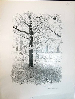 Old Art Journal 1908 Bird Cherry Tree Prunus Padus Clifford Scene Woo 20th