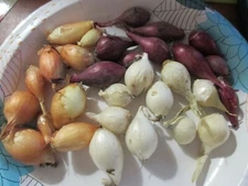 OUT OF STOCK-OCTOBER Mixed Onion Bulbs Spring 2025 Planting 30 Onion Bulbs
