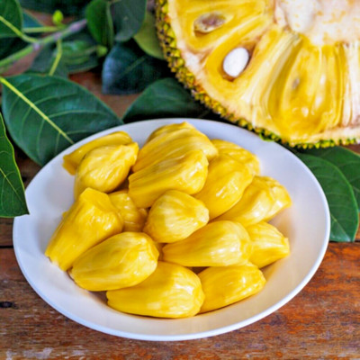 Jackfruit Plant Fruit Tree Tropical Tall 18 inchs
