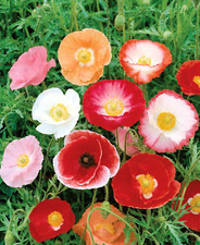 Poppy- Double Shirley - Red ---------------- 1000 Seeds