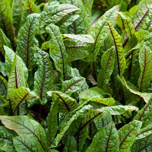 AEGISGEAR Bloody Dock Aquatic Marginal Pond Plant - Thumbnail 4