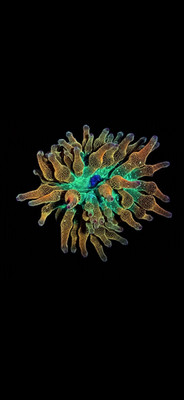 Rainbow Bubble Tip Anemone 2-3 Inches