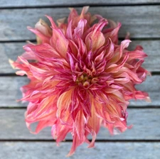 1 - Giant Dinnerplate WATERMELON Dahlia Bulb Tuber Clump  * EXOTIC * U S Seller