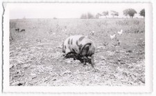 Vintage Original Snapshot Spotted Pig & Chickens Farm Scene Deckle Edge Photo