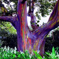 50 Rainbow Eucalyptus deglupta Tree Seeds Fast Tropical Indonesian Mindanao Gum