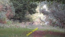 Photo 6x4 A Sika hind Furzey Lodge A lovely Sika deer on a footpath in Th c2013