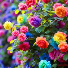 Climbing Rose Seeds for Planting, 295 pcs Climber Rose Flower Seeds Plants, N...