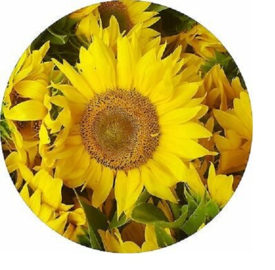 YELLOW SUNFLOWER charm handmade pendant 20'' Sterling silver 925 plated necklace 