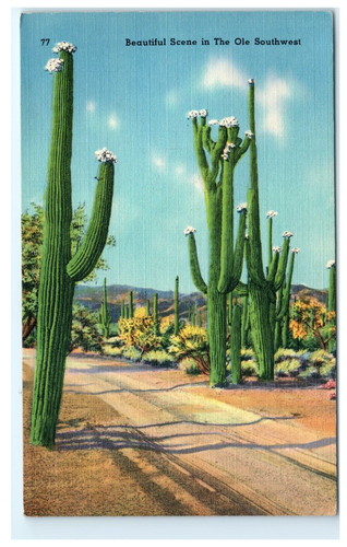 Schöne Szene im Ole Südwesten Kaktus El Paso TX, Texas