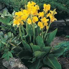 Buttergelbe Canna "Richard Wallace" (Indisches Blumenrohr) - 1 kräftiges Rhizom
