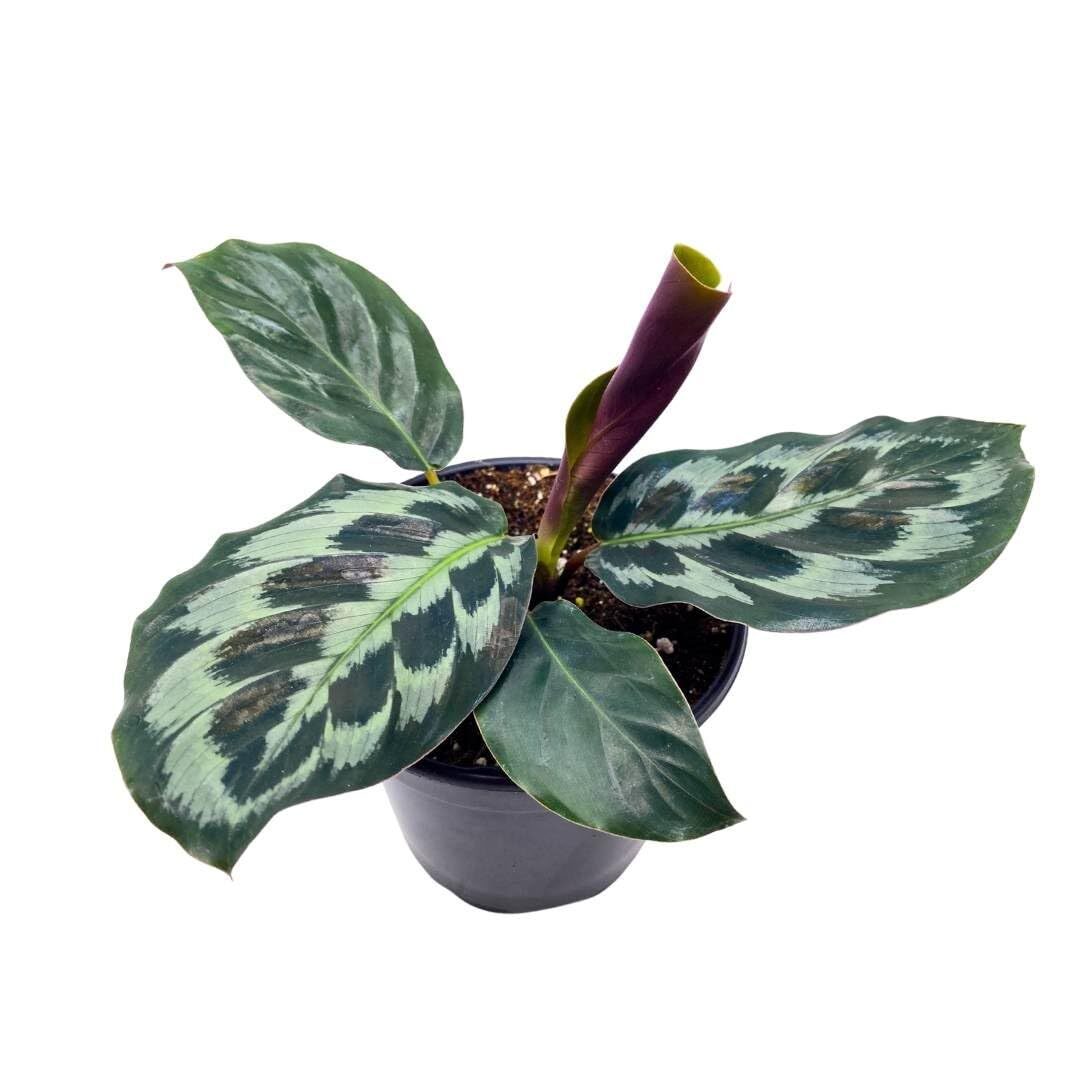 BubbleBlooms Calathea dressleri Helen Kennedy in a 4 inch Pot Peacock  Prayer Pla | eBay