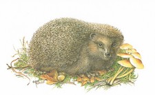 Europejski jeż owadożerca - obraz z nadrukiem artystycznym - 25,5 x 17,5 cm