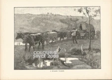 A BULLOCK WAGGON c 1890 ART ILLUSTRATION PRINT