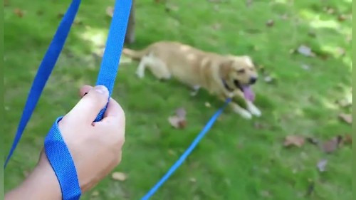 Long Dog Leashes 15Ft 20Ft 30Feet 50Foot Long Leashes for Small Medium Dogs Trai - Picture 6 of 9