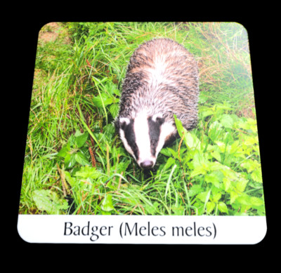 British Wildlife Collection - Dachs Untersetzer mit Korkenrücken / Getränkematte