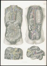 1878 Anatomy THORACIC ABDOMINAL VISCERA VESSELS NERVES LYMPHATICS  Bock (HA36)