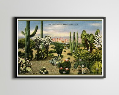 Vintage Desert Cacti POSTER! (up to 24'' x 36'') - 1945 - Postcard - Cactus - Art