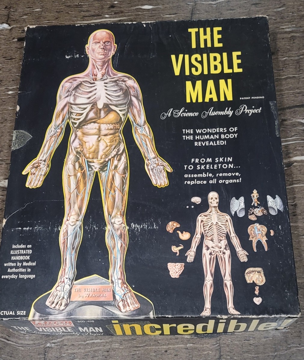 値下げ Revell The Visible Man 人体模型 アメリカレベル 1972 Revell 