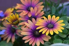 200+ Purple & Yellow Cape Daisy Seeds for Garden Planting - USA - FREE SHIPPING!