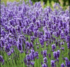 200 SEEDS LAVENDER VERA TRUE LAVENDER Lavandula Angustifolia Perennial NON GMO