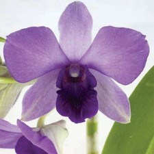 Dendrobium Aridang Blue Orchid Comes in 4" Pot