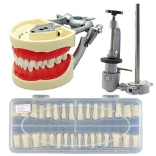 Dental Typodont Model 32 Removable Teeth Mounting Pole Kilgore Nissin 200 Type