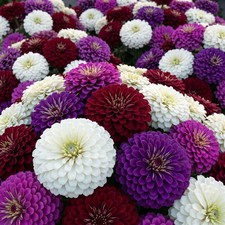 Zinnia GIGANTICA FROSTED MOONLIGHT Mix Romantic Huge Double Blooms 50