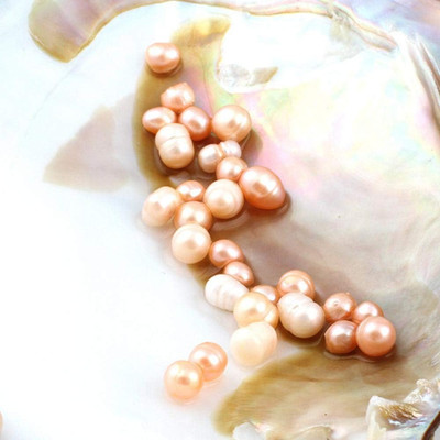 Big Oysters with Plenty of Pearls Inside, 1 PC Cultured Freshwater Oyster Pearl
