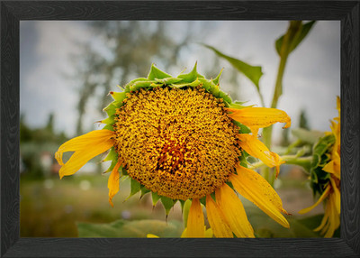 Gerahmtes Wandbild Sonnenblume Poster Leinwanddruck Bild
