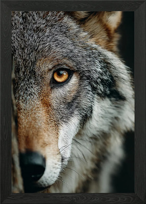 Wolf Portrait Nahaufnahme gerahmtes Wandbild Poster Leinwanddruck Bild