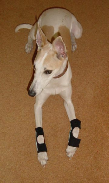 Bandage Dog Chewing Carpal Pad Carpal Treating Cut On Dog Paw Pad