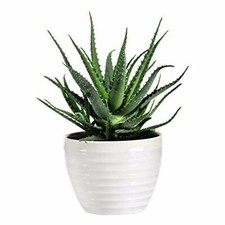 T&M Aloe Vera Medicinal House Plant 2 x 10.5cm Potted Succulent Barbados Aloe
