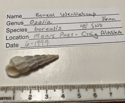 Opalia borealis. Wentletrap Collected in SE Alaskan. Great shape.  36mm