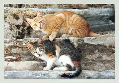1 AK Postkarte Katze ''Im Duett'' - Harenberg m