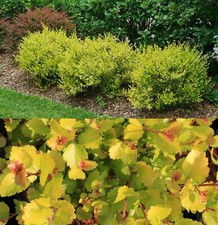 Betula Nana 'Golden Treasure' - Hardy Shrub in 9cm Pot