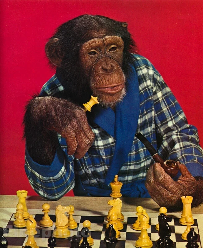 1959 MONKEY HUMOR Chimpanzee CHESS Tobacco Pipe Smoking Smart Animal Photo  Art