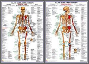 Anatomical Wall Charts