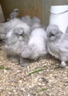 15 NPIP EGGS BEARDED SILKIE BANTAM HATCHING EGGS ●EXTREME SHOW QUALITY● — photo 2
